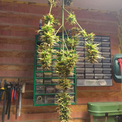 Royal Critical Automatic growlog timeline photo