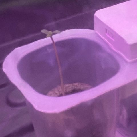 Amnesia Haze Auto growlog timeline photo