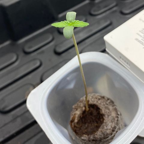 Amnesia Haze Auto growlog timeline photo