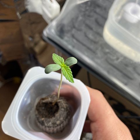 Amnesia Haze Auto growlog timeline photo