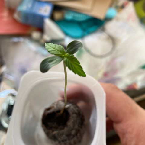 Amnesia Haze Auto growlog timeline photo