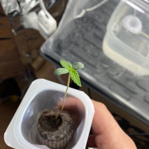 Amnesia Haze Auto growlog timeline photo