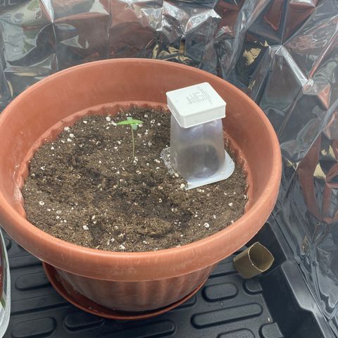 Amnesia Haze Auto growlog timeline photo