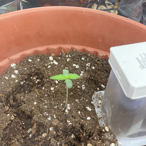 Amnesia Haze Auto growlog timeline photo