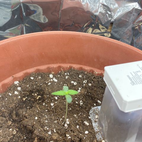 Amnesia Haze Auto growlog timeline photo
