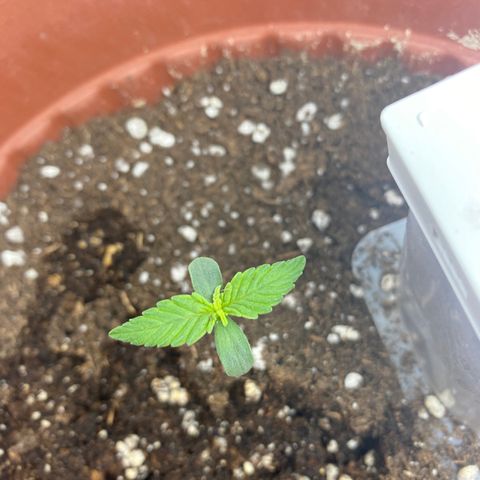 Amnesia Haze Auto growlog timeline photo