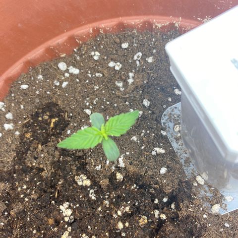 Amnesia Haze Auto growlog timeline photo