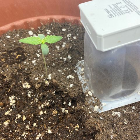 Amnesia Haze Auto growlog timeline photo