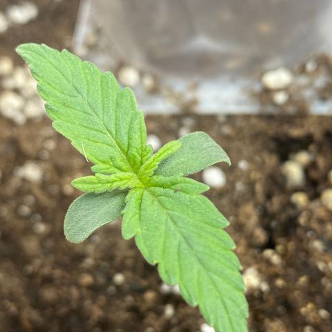 Amnesia Haze Auto growlog timeline photo