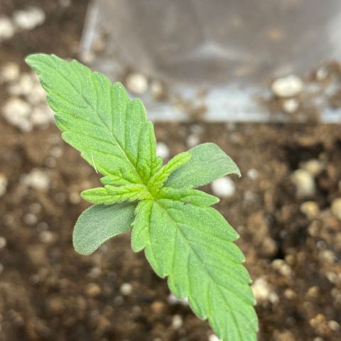 Amnesia Haze Auto growlog timeline photo