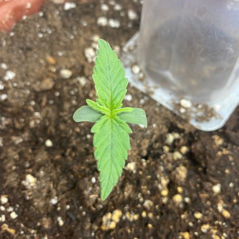 Amnesia Haze Auto growlog timeline photo