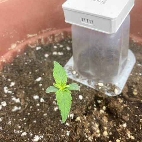 Amnesia Haze Auto growlog timeline photo
