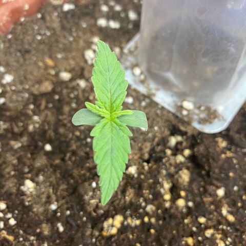 Amnesia Haze Auto growlog timeline photo