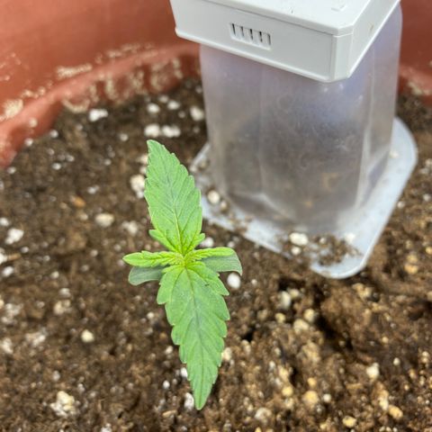 Amnesia Haze Auto growlog timeline photo