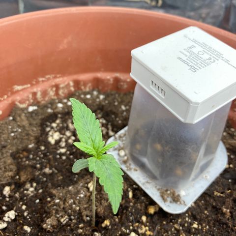 Amnesia Haze Auto growlog timeline photo