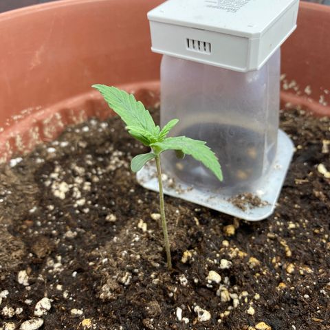 Amnesia Haze Auto growlog timeline photo