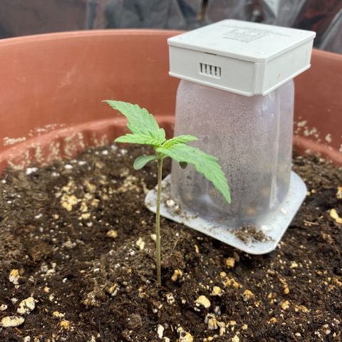 Amnesia Haze Auto growlog timeline photo
