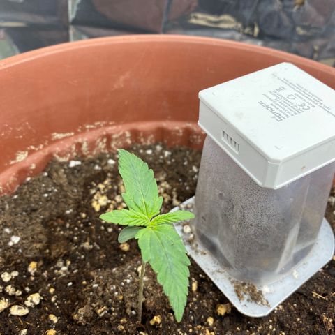 Amnesia Haze Auto growlog timeline photo