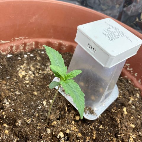 Amnesia Haze Auto growlog timeline photo