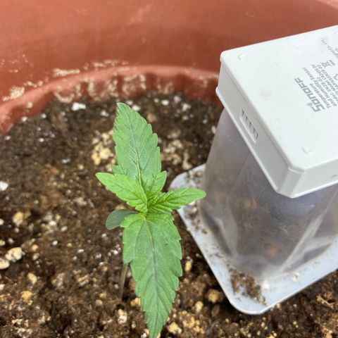 Amnesia Haze Auto growlog timeline photo