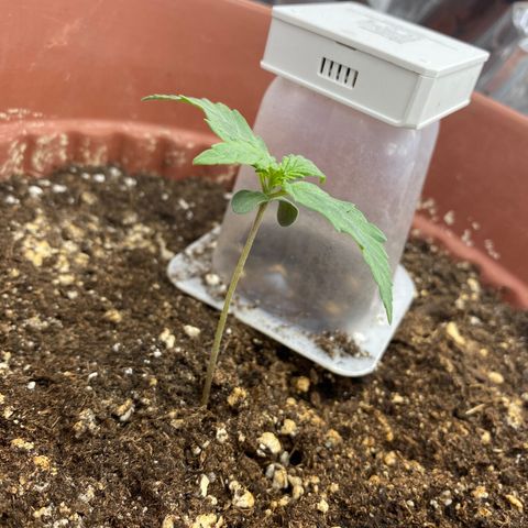 Amnesia Haze Auto growlog timeline photo