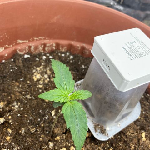 Amnesia Haze Auto growlog timeline photo