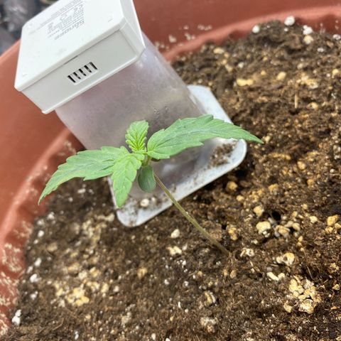 Amnesia Haze Auto growlog timeline photo