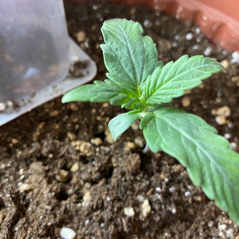 Amnesia Haze Auto growlog timeline photo