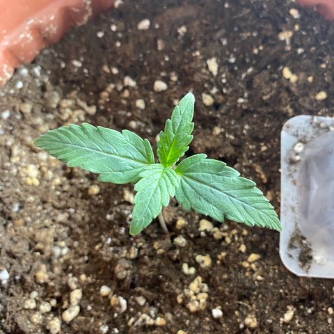 Amnesia Haze Auto growlog timeline photo