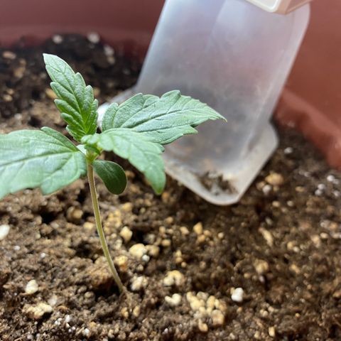 Amnesia Haze Auto growlog timeline photo