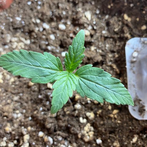 Amnesia Haze Auto growlog timeline photo