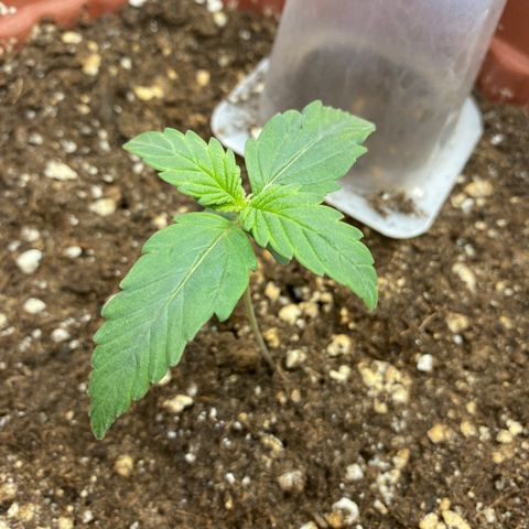 Amnesia Haze Auto growlog timeline photo