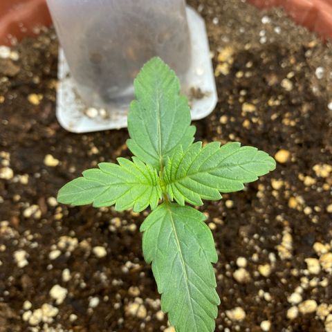 Amnesia Haze Auto growlog timeline photo
