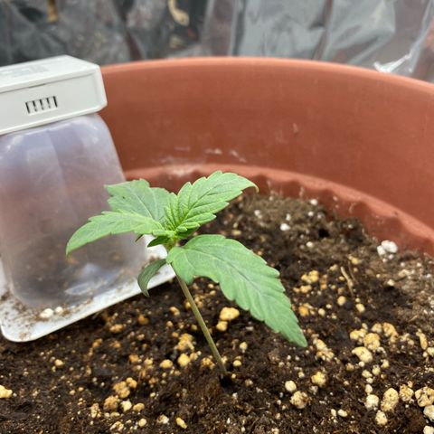 Amnesia Haze Auto growlog timeline photo