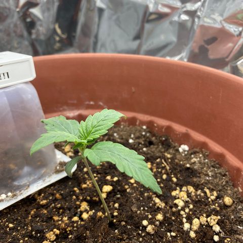 Amnesia Haze Auto growlog timeline photo