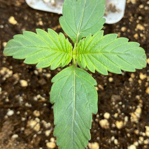 Amnesia Haze Auto growlog timeline photo