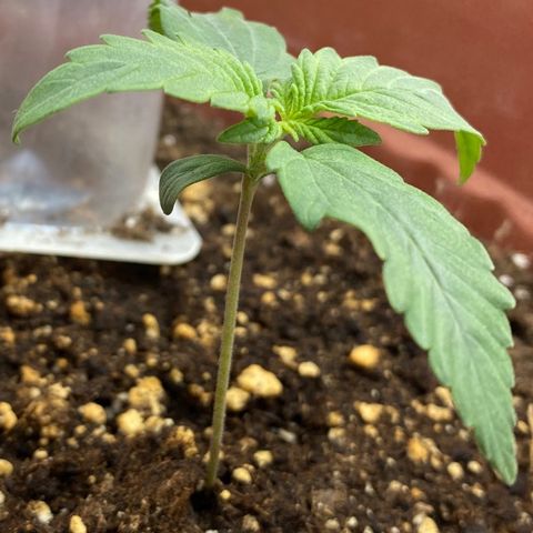 Amnesia Haze Auto growlog timeline photo