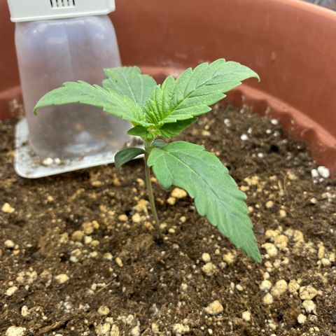 Amnesia Haze Auto growlog timeline photo