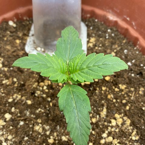 Amnesia Haze Auto growlog timeline photo