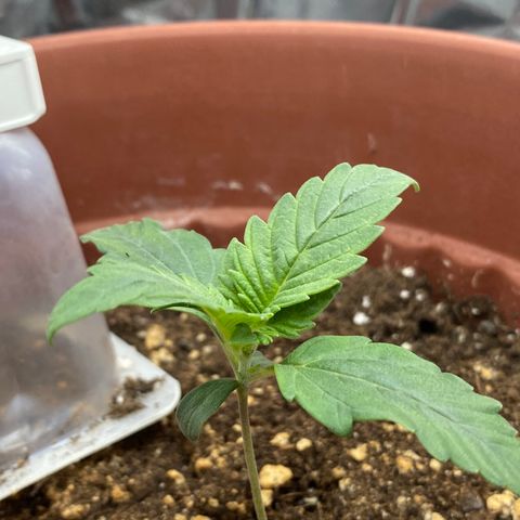 Amnesia Haze Auto growlog timeline photo