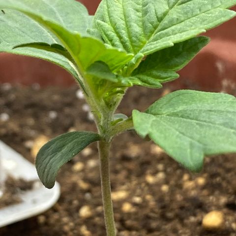Amnesia Haze Auto growlog timeline photo