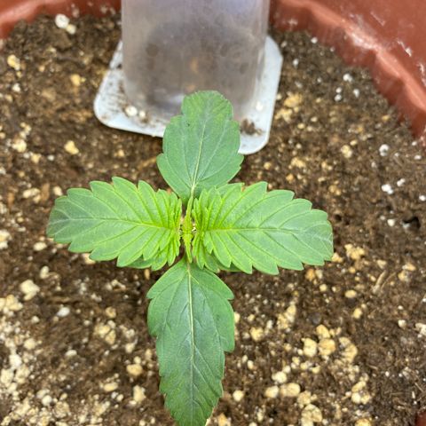 Amnesia Haze Auto growlog timeline photo