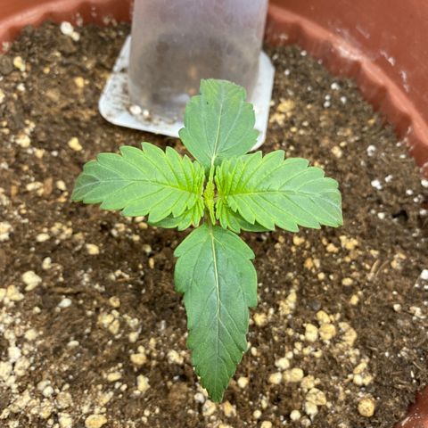 Amnesia Haze Auto growlog timeline photo