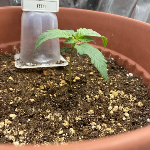 Amnesia Haze Auto growlog timeline photo