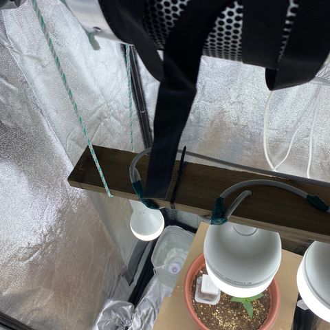 Amnesia Haze Auto growlog timeline photo