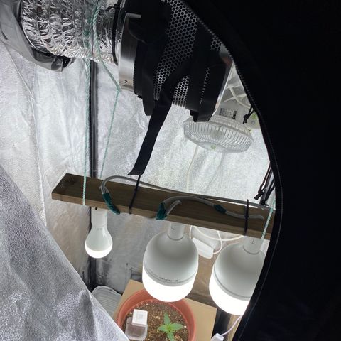 Amnesia Haze Auto growlog timeline photo