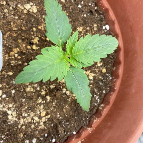 Amnesia Haze Auto growlog timeline photo