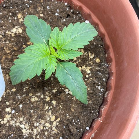 Amnesia Haze Auto growlog timeline photo