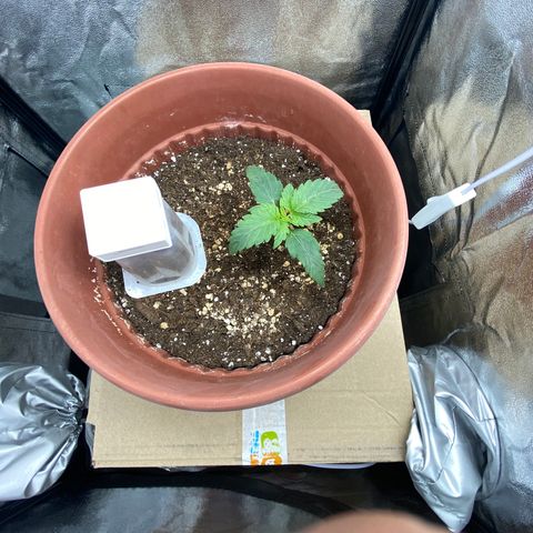 Amnesia Haze Auto growlog timeline photo