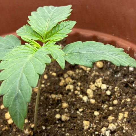 Amnesia Haze Auto growlog timeline photo